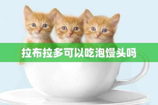 拉布拉多可以吃泡饅頭嗎