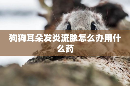 狗狗耳朵發炎流膿怎么辦用什么藥
