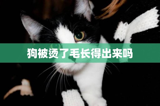 狗被燙了毛長得出來嗎