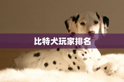 比特犬玩家排名