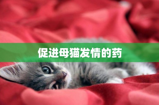 促進母貓發情的藥