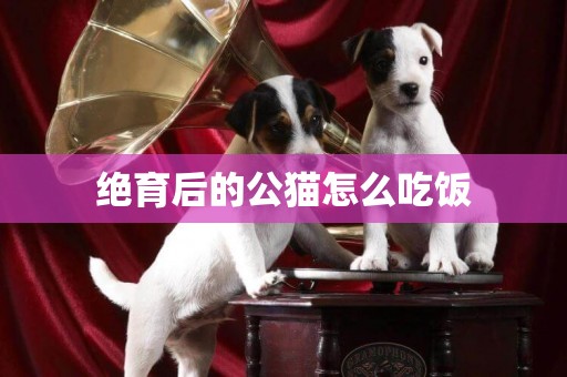絕育后的公貓怎么吃飯