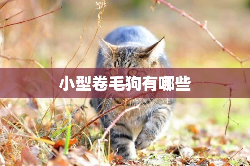 小型卷毛狗有哪些