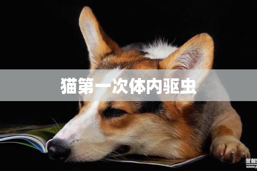 貓第一次體內驅蟲
