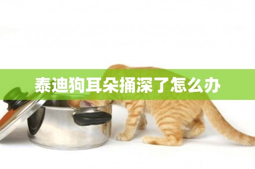 泰迪狗耳朵捅深了怎么辦