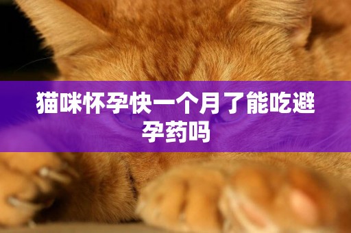 貓咪懷孕快一個月了能吃避孕藥嗎