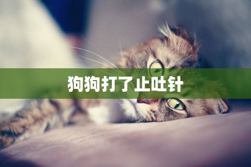 狗狗打了止吐針