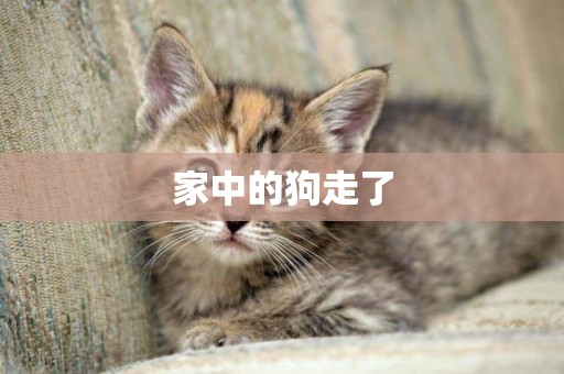 家中的狗走了