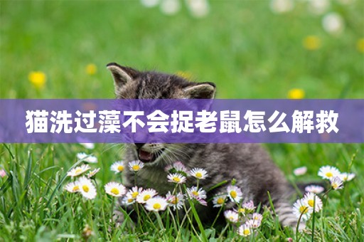貓洗過藻不會捉老鼠怎么解救