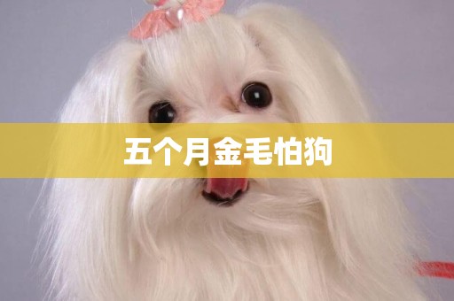 五個月金毛怕狗