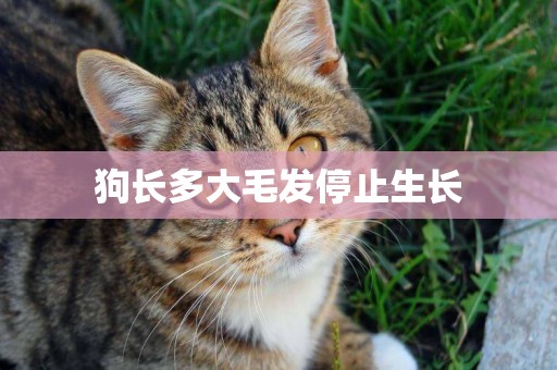狗長多大毛發停止生長