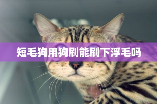 短毛狗用狗刷能刷下浮毛嗎