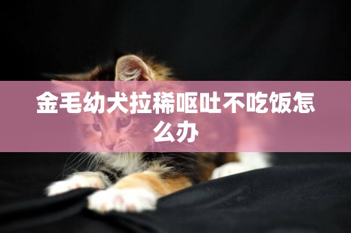 金毛幼犬拉稀嘔吐不吃飯怎么辦