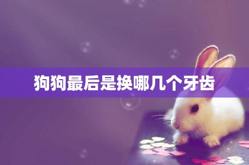 狗狗最后是換哪幾個牙齒