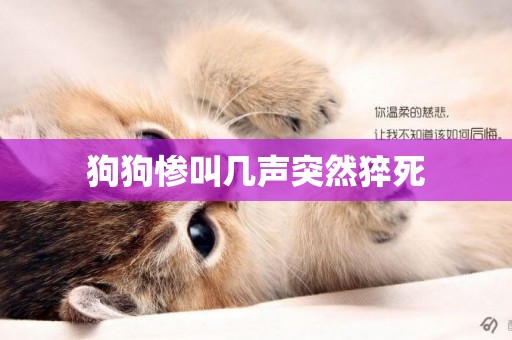 狗狗慘叫幾聲突然猝死