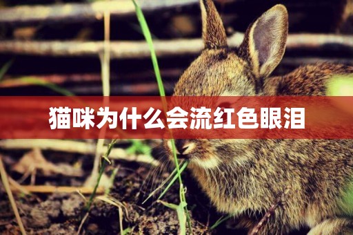 貓咪為什么會流紅色眼淚
