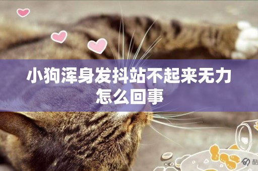 小狗渾身發抖站不起來無力怎么回事