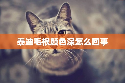 泰迪毛根顏色深怎么回事
