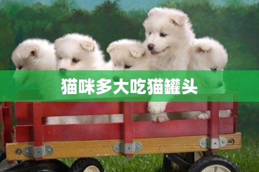 貓咪多大吃貓罐頭