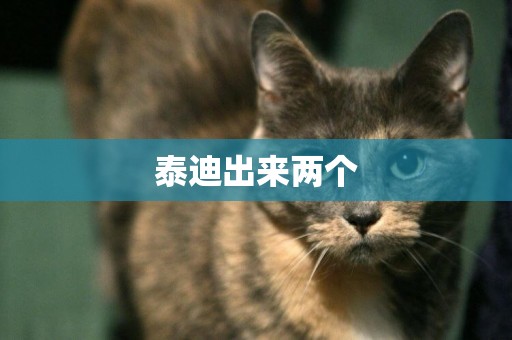 泰迪出來兩個