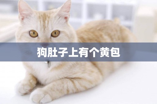 狗肚子上有個黃包