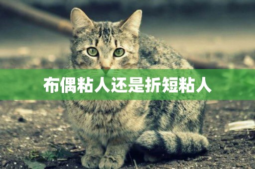 布偶粘人還是折短粘人