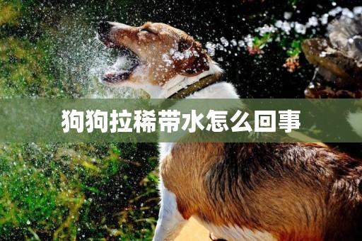 狗狗拉稀帶水怎么回事