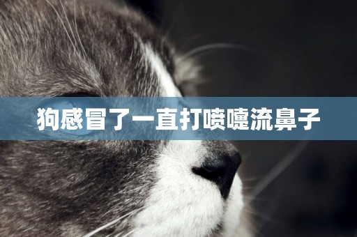 狗感冒了一直打噴嚏流鼻子