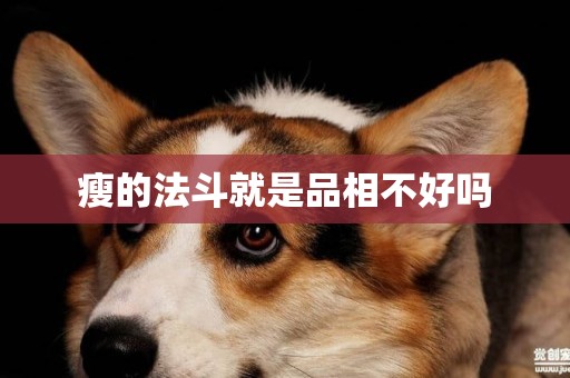 瘦的法斗就是品相不好嗎