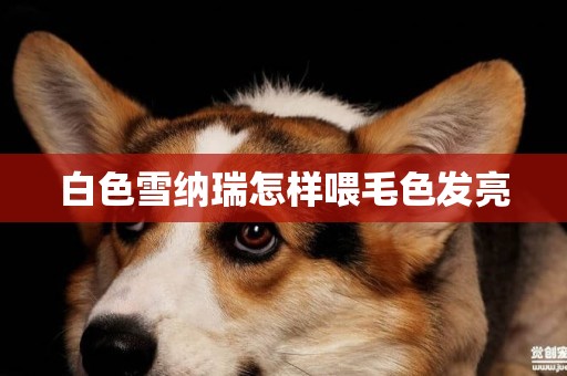 白色雪納瑞怎樣喂毛色發亮