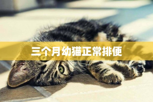 三個月幼貓正常排便