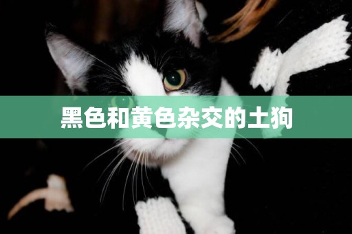 黑色和黃色雜交的土狗