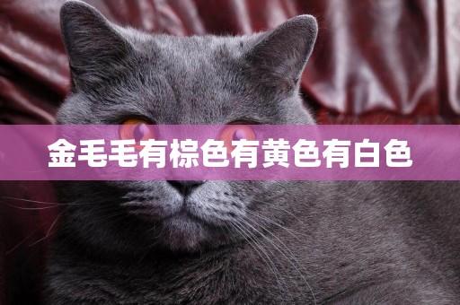 金毛毛有棕色有黃色有白色