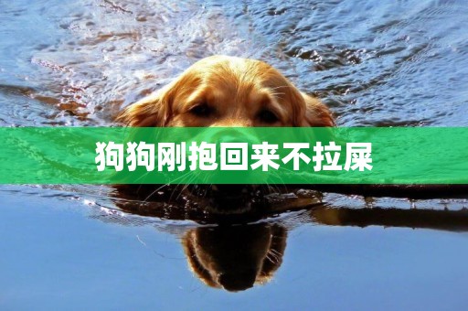 狗狗剛抱回來不拉屎
