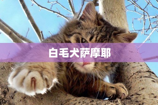 白毛犬薩摩耶