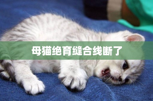 母貓絕育縫合線斷了
