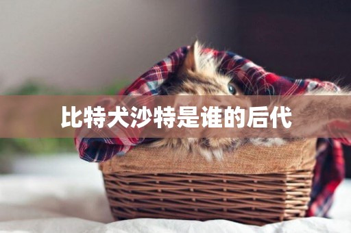 比特犬沙特是誰的后代