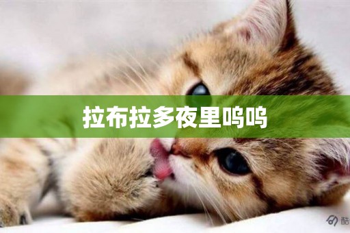 拉布拉多夜里嗚嗚
