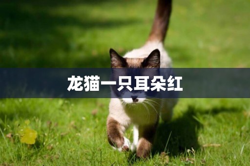 龍貓一只耳朵紅