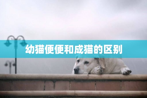 幼貓便便和成貓的區別