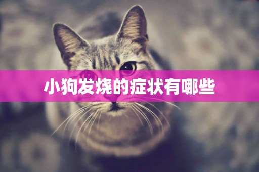 小狗發燒的癥狀有哪些
