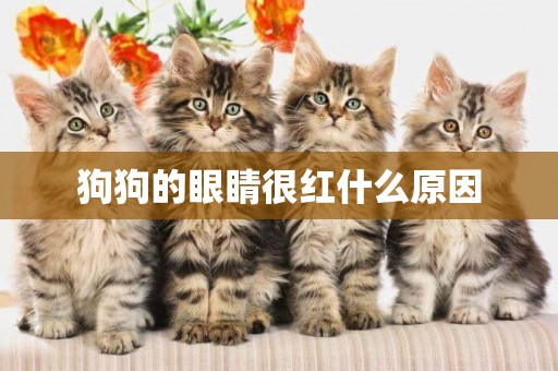 狗狗的眼睛很紅什么原因