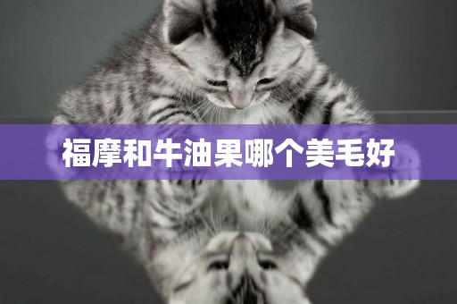 福摩和牛油果哪個美毛好