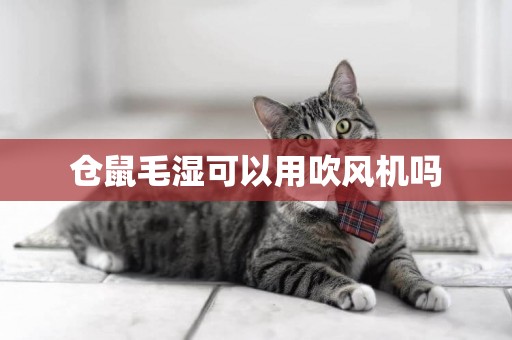 倉鼠毛濕可以用吹風機嗎