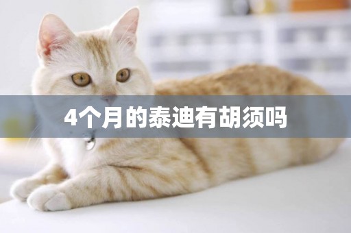 4個月的泰迪有胡須嗎