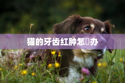貓的牙齒紅腫怎麼辦