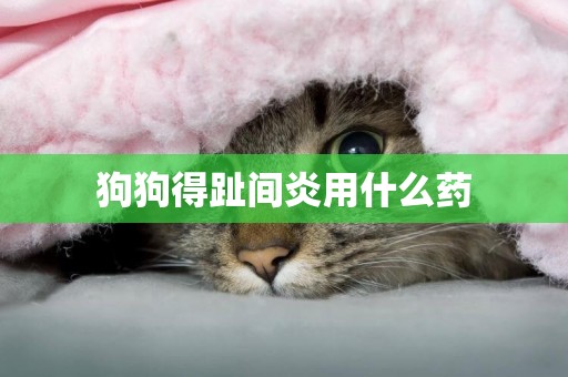 狗狗得趾間炎用什么藥