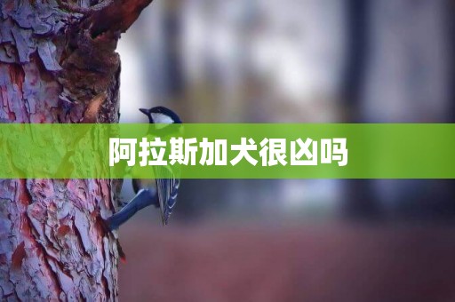 阿拉斯加犬很兇嗎