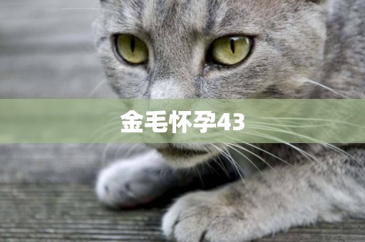 金毛懷孕43