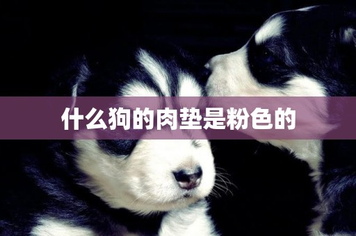 什么狗的肉墊是粉色的